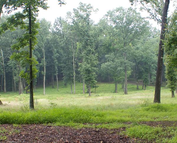 Photograph of a misty day at Ball's Bluff Battlefield